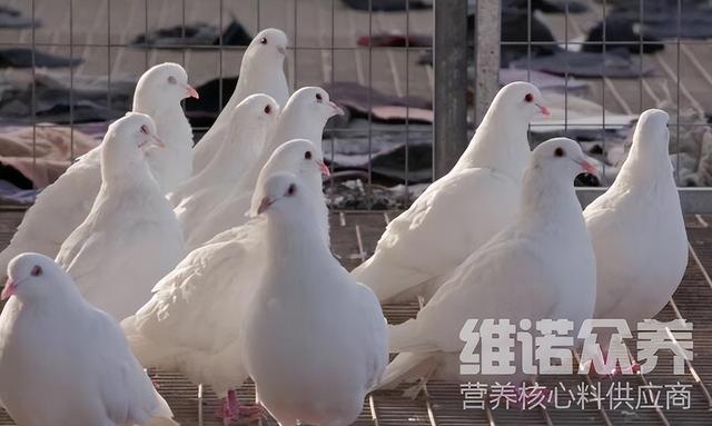 鸽子吃什么粮食肥得快,鸽子吃什么东西好得快(1)