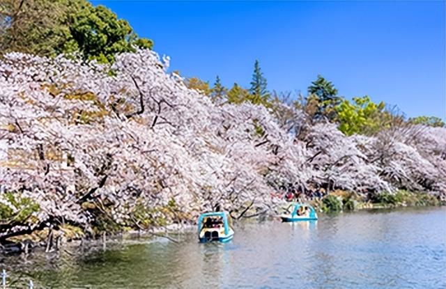 日本最佳赏樱地,最佳日本赏樱路线是什么(3)