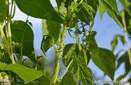 芸豆水肥管理要点（露天芸豆种植技术及管理）