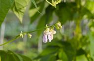 芸豆高产管理方案（芸豆前期病害管理）