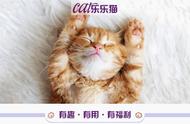 猫猫能听懂的三句话（猫最怕的两样东西）