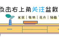 金枝玉叶10月份可以施肥吗（10月底还可以给金枝玉叶施肥吗）