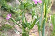 面条菜的种植方法和时间（面条菜采摘几茬）