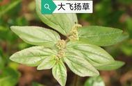 小飞扬草图片与功效（飞扬草治什么病最好）