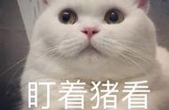 猫一岁相当于人几岁年龄表（猫对主人的记忆有多久）